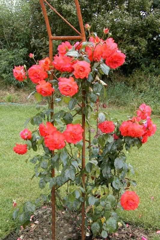 Rosa 'Salita' ® KL - Kletterrose 'Salita' ®