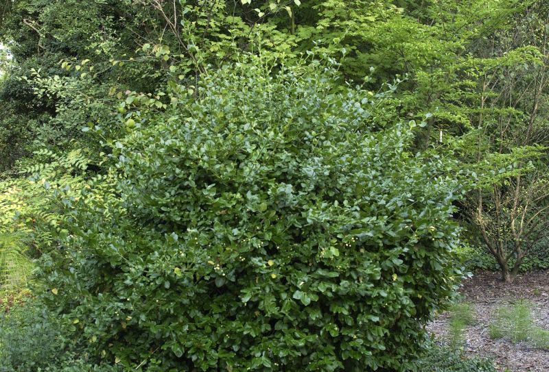 Euonymus fortunei 'Vegetus' - Kletterspindel 'Vegetus'