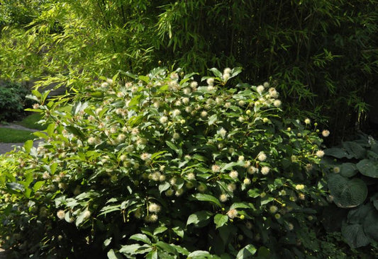 Cephalanthus occidentalis - Knopfbusch