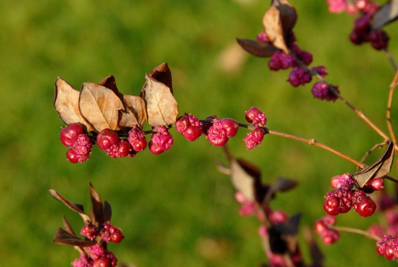 Symphoricarpos orbiculatus - Korallenbeere