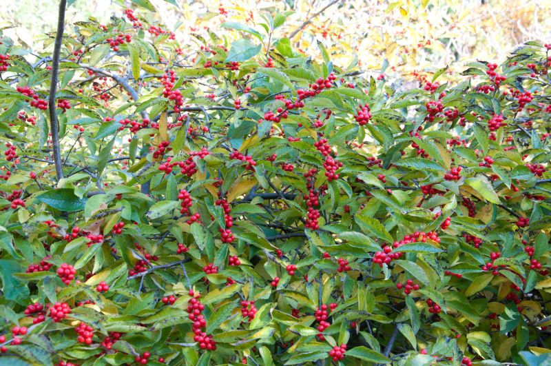 Ilex verticillata - Korallenhülse