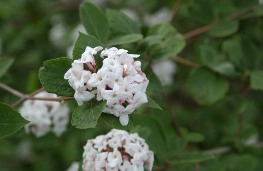 Viburnum carlesii - Koreanischer Schneeball