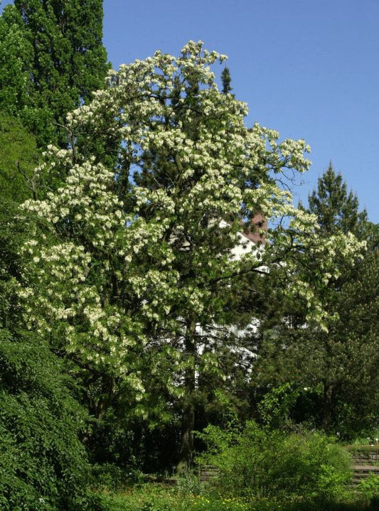 Robinia pseudoac.'Tortuosa' - Korkenzieher-Akazie
