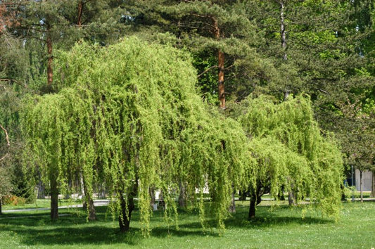 Salix matsudana 'Tortuosa' - Korkenzieherweide
