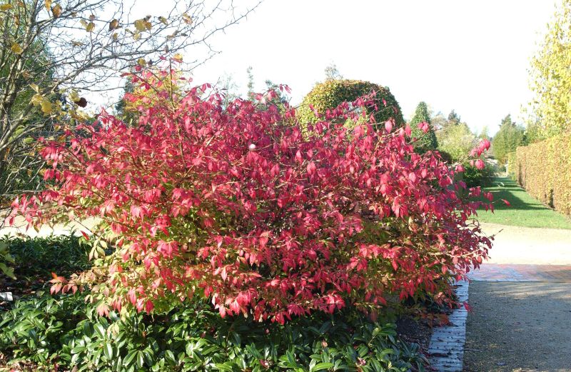 Euonymus alatus - Korkflügelstrauch