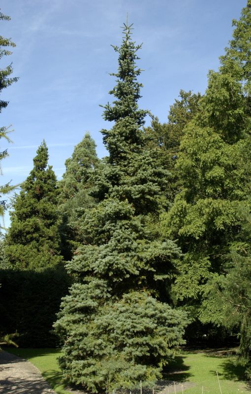 Abies lasiocarpa arizonica - Korktanne arizonica