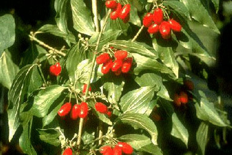 Cornus mas - Kornelkirsche