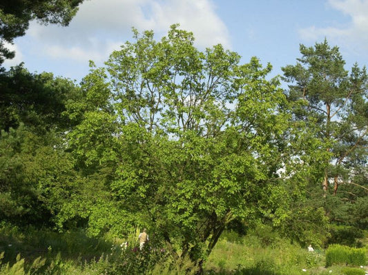 Rhamnus cathartica - Kreuzdorn