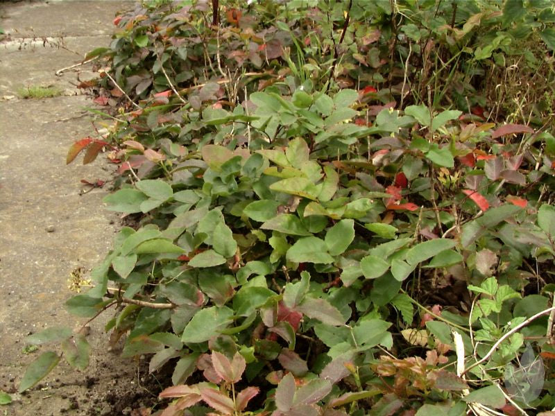 Mahonia repens - Kriechende Mahonie