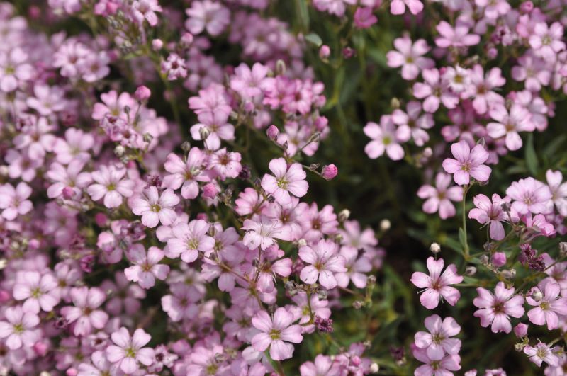 Gypsophila repens 'Rosea' - Kriechendes Garten-Schleierkraut