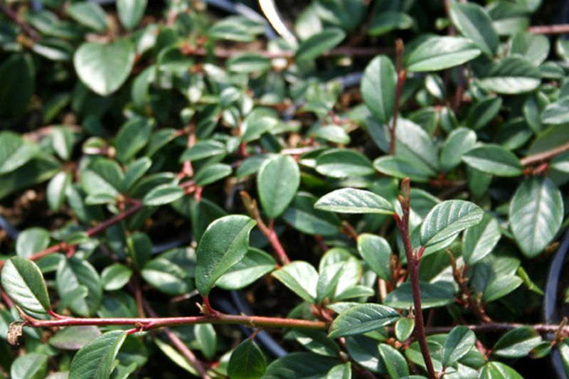 Cotoneaster dammeri 'Cardinal' - Kriechmispel 'Cardinal'