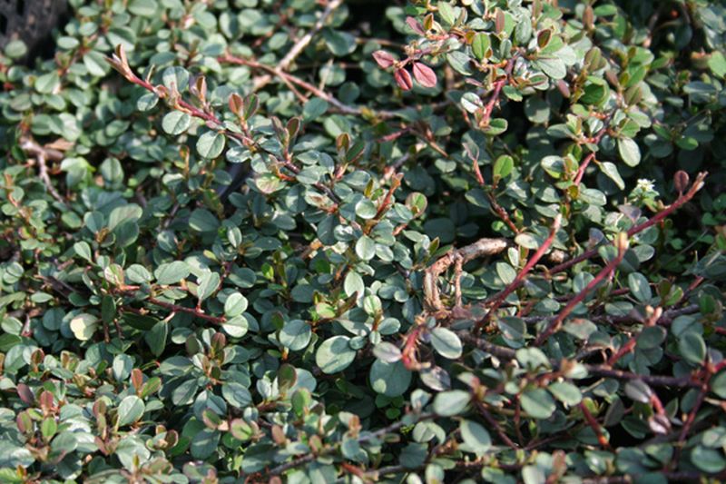 Cotoneaster x suecicus 'Coral Beauty' - Kriechmispel 'Coral Beauty'