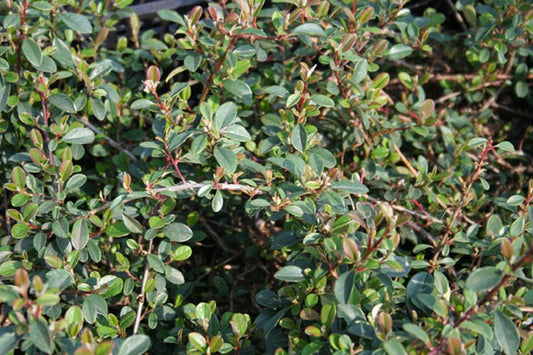 Cotoneaster radicans 'Eichholz' - Kriechmispel 'Eichholz'
