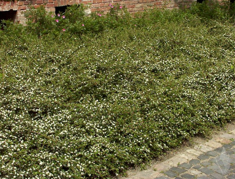 Cotoneaster dammeri 'Jürgl' - Kriechmispel 'Jürgl'