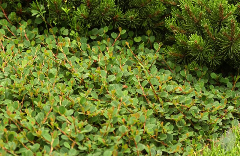 Cotoneaster dammeri 'Mooncreeper' ® - Kriechmispel 'Mooncreeper'