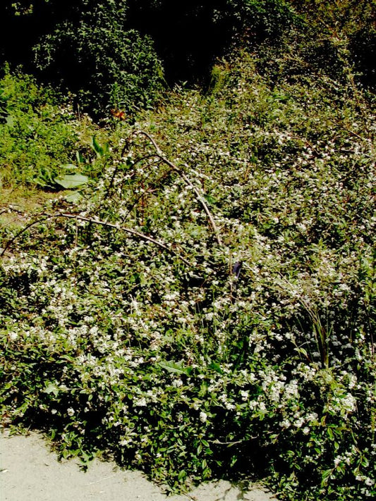 Cotoneaster salicifolius 'Parkteppich' - Kriechmispel 'Parkteppich'