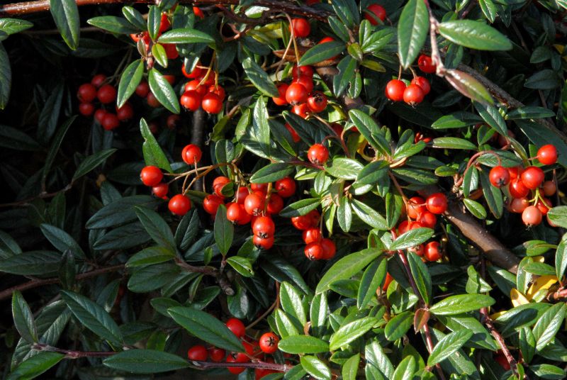 Cotoneaster salicifolius 'Repens' - Kriechmispel 'Repens'