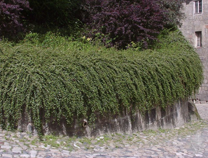 Cotoneaster dammeri 'Skogholm' - Kriechmispel 'Skogholm'