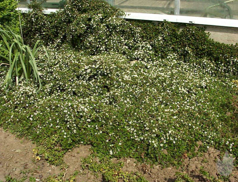 Cotoneaster micro.'Streibs Findling' - Kriechmispel 'Streibs Findling'
