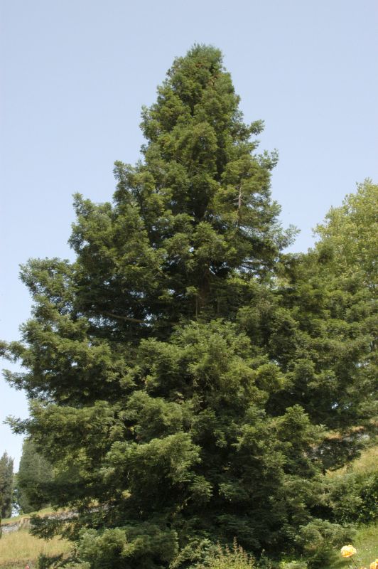 Sequoia sempervirens - Küsten-Sequoie