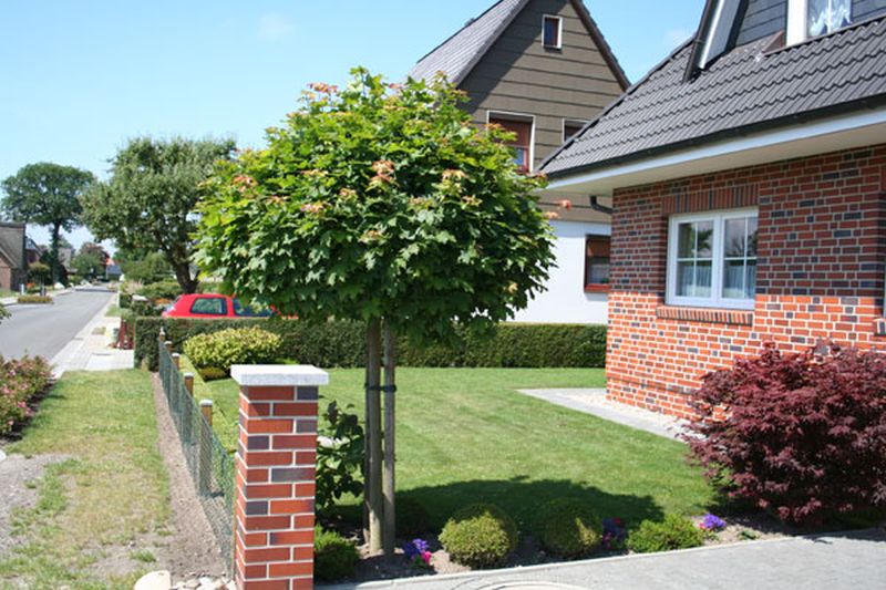 Acer platanoides 'Globosum' - Kugelahorn 'Globosum'