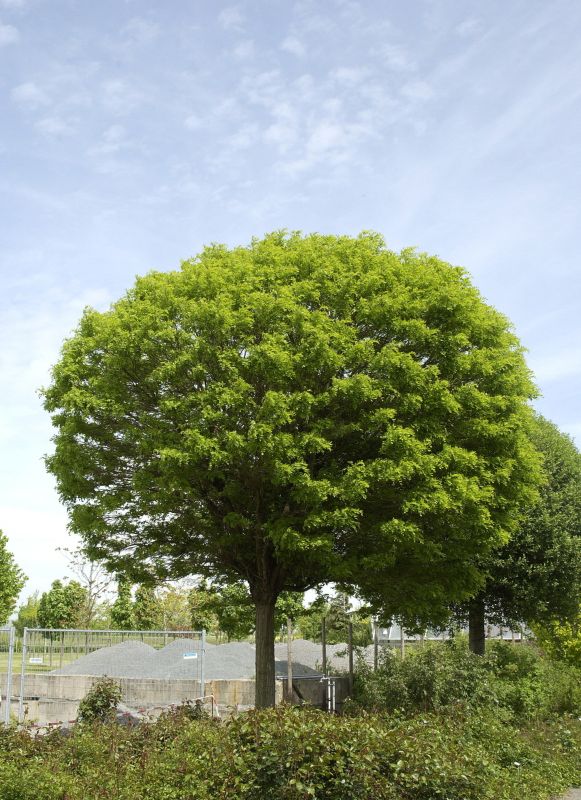 Robinia pseudoacacia 'Umbraculifera' - Kugelakazie / Kugelrobinie