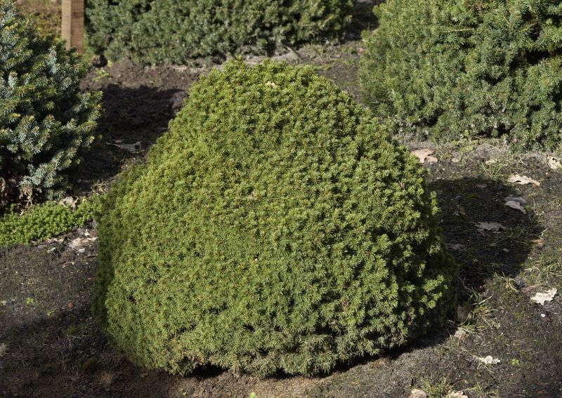 Picea glauca 'Alberta Globen' - Kugelfichte 'Alberta Globe'