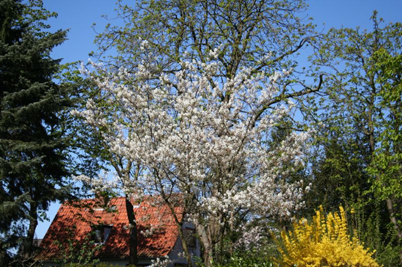 Amelanchier lamarckii - Kupfer-Felsenbirne