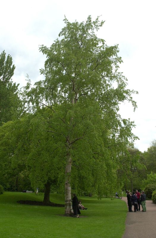 Betula albosinensis - Kupferbirke