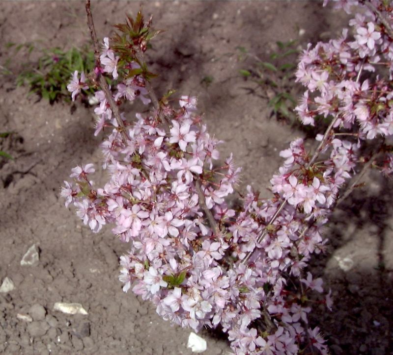 Prunus kurilensis 'Ruby' CAC - Kurilenkirsche 'Ruby'