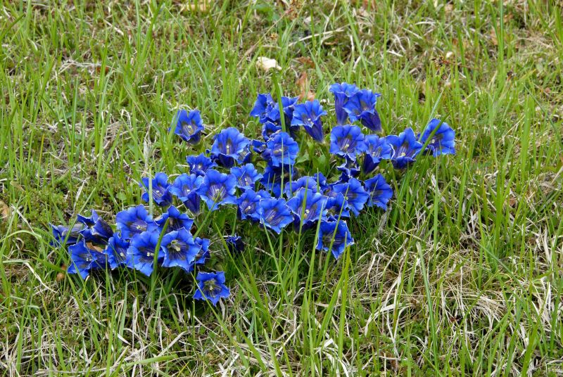 Gentiana acaulis - Kurzstängeliger Silikat-Enzian