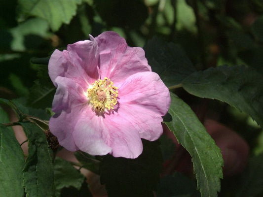 Rosa blanda STR - Labrador-Rose
