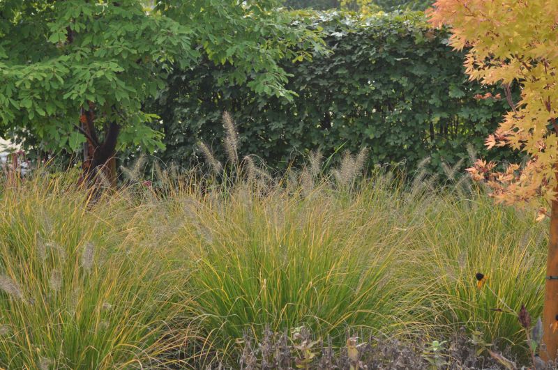 Pennisetum alopecuroides 'Hameln' - Lampenputzergras