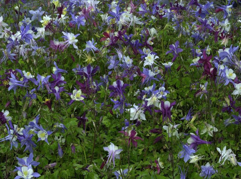 Aquilegia caerulea 'McKana' - Langspornige Garten-Akelei McKana