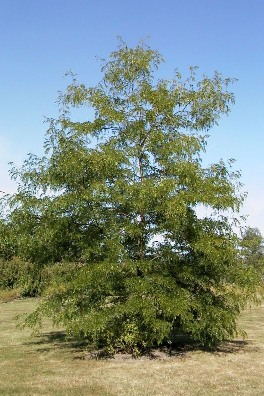 Gleditsia triacanthos 'Skyline' - Lederhülsenbaum 'Skyline'