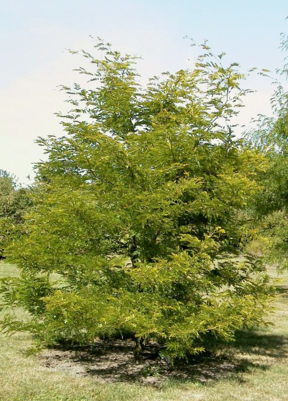 Gleditsia triacanthos 'Sunburst' - Lederhülsenbaum 'Sunburst'