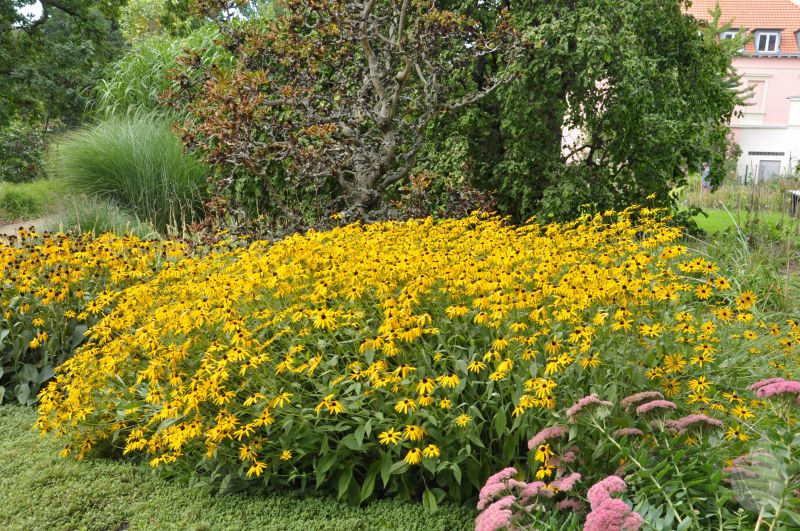 Rudbeckia fulgida sullivantii 'Goldsturm' - Leuchtender Garten-Sonnenhut