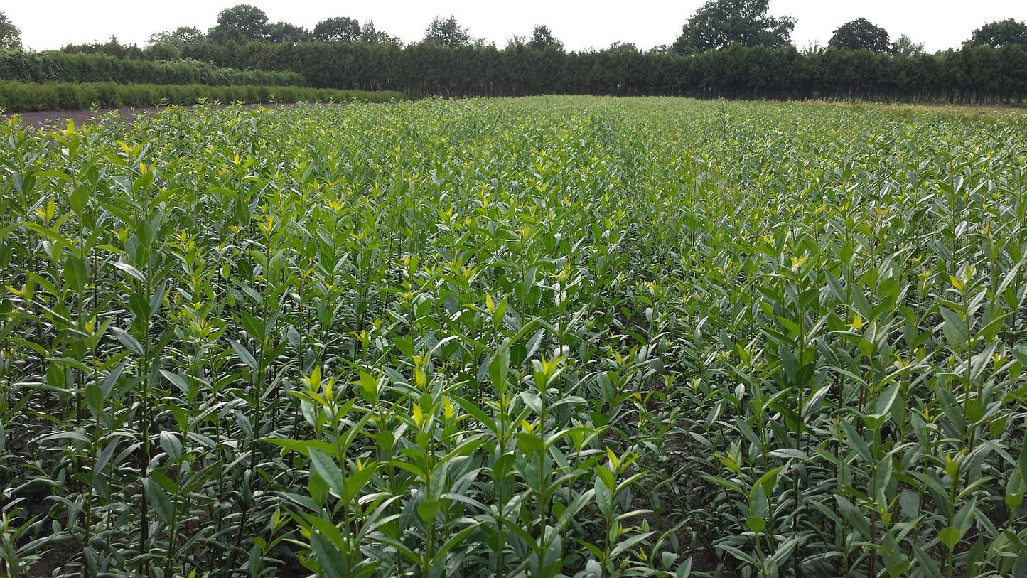 Ligustrum vulgare 'Liga' - Liguster 'Liga'