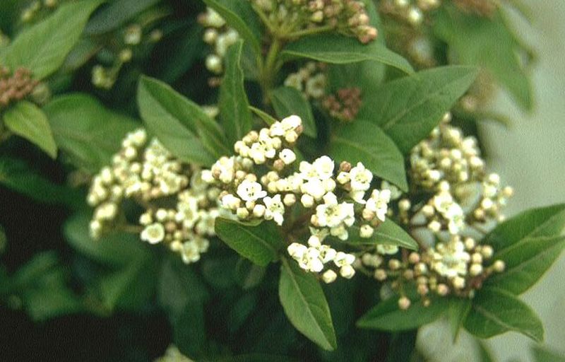 Viburnum tinus - Lorbeer-Schneeball