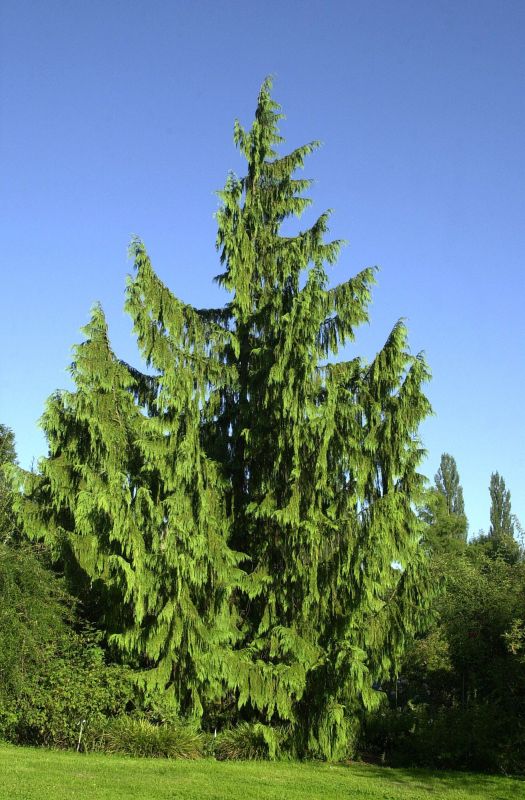 Chamaecyparis nootk.'Pendula' - Mähnen-Nutkazypresse