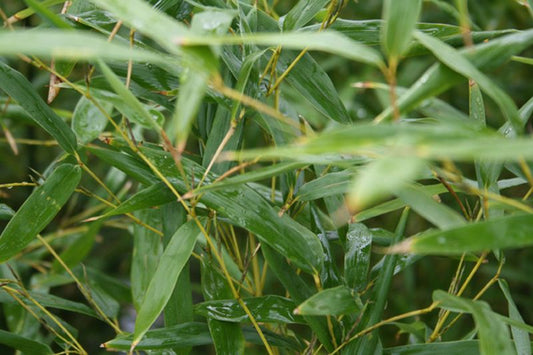 Pseudosasa japonica - Maketebambus