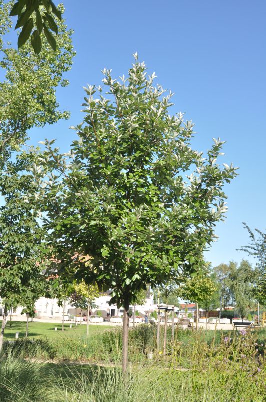 Sorbus aria - Mehlbeere