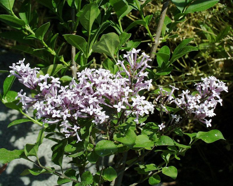 Syringa meyeri 'Palibin' - Meyer's Flieder 'Palibin'