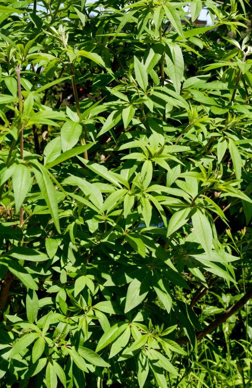 Vitex agnus-castus latifolia - Mönchspfeffer