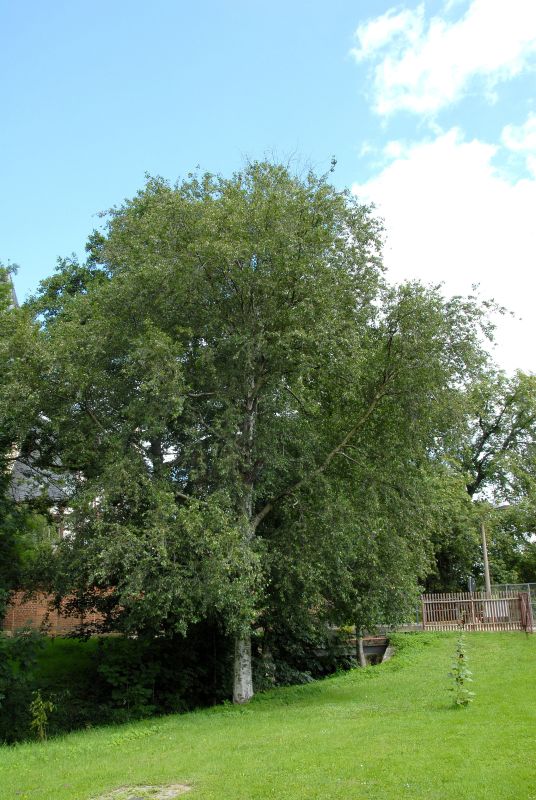 Betula pubescens - Moorbirke