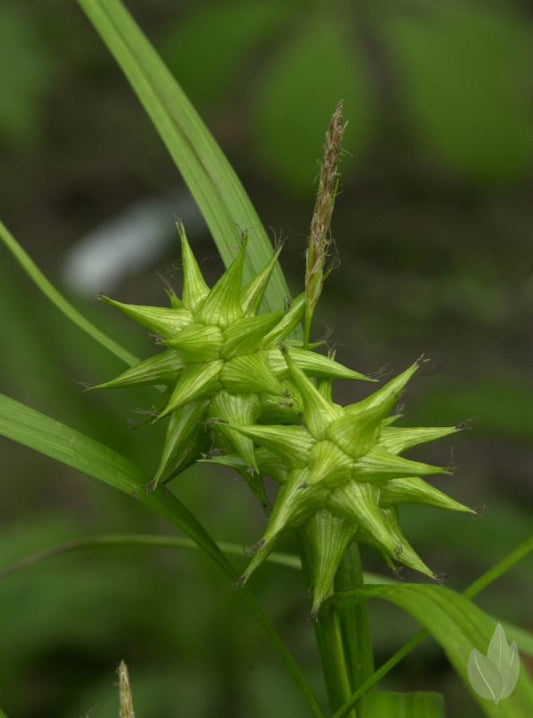 Carex grayi - Morgenstern-Segge
