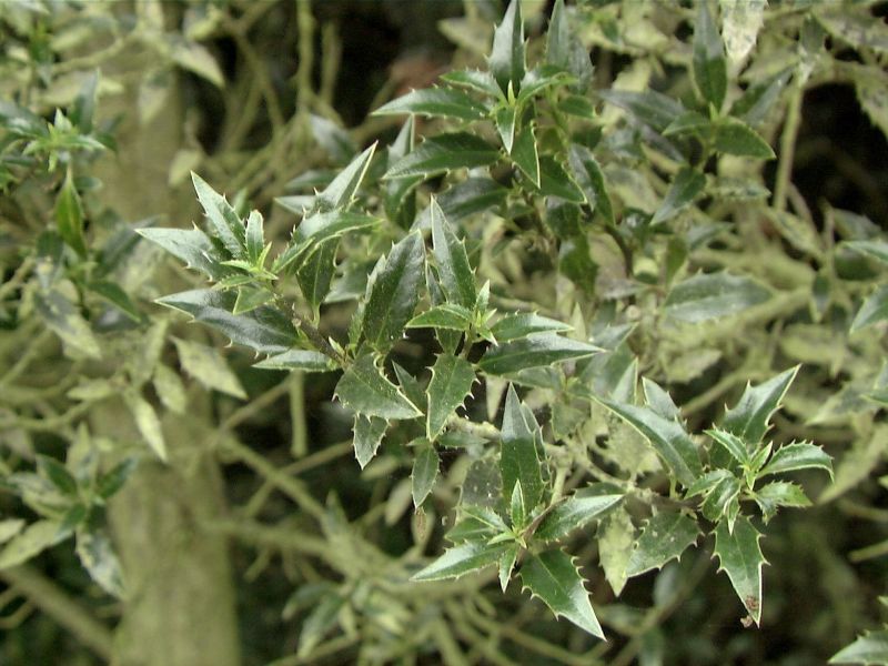 Ilex aquifolium 'Myrtifolia' - Myrtenblättr.Hülse