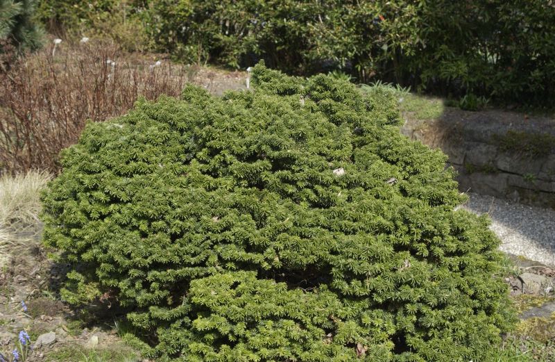 Abies balsamea 'Nana' - Niedere Balsamtanne