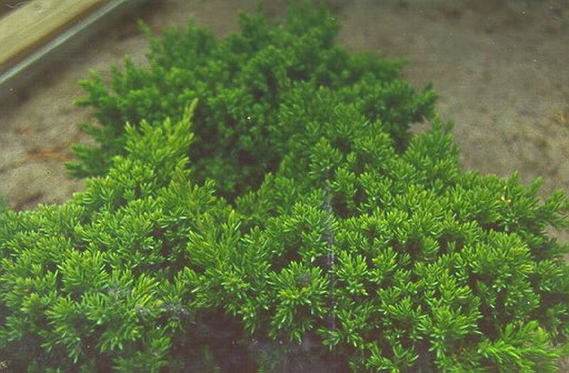 Juniperus procumbens 'Nana' - Niederer Zwergwacholder