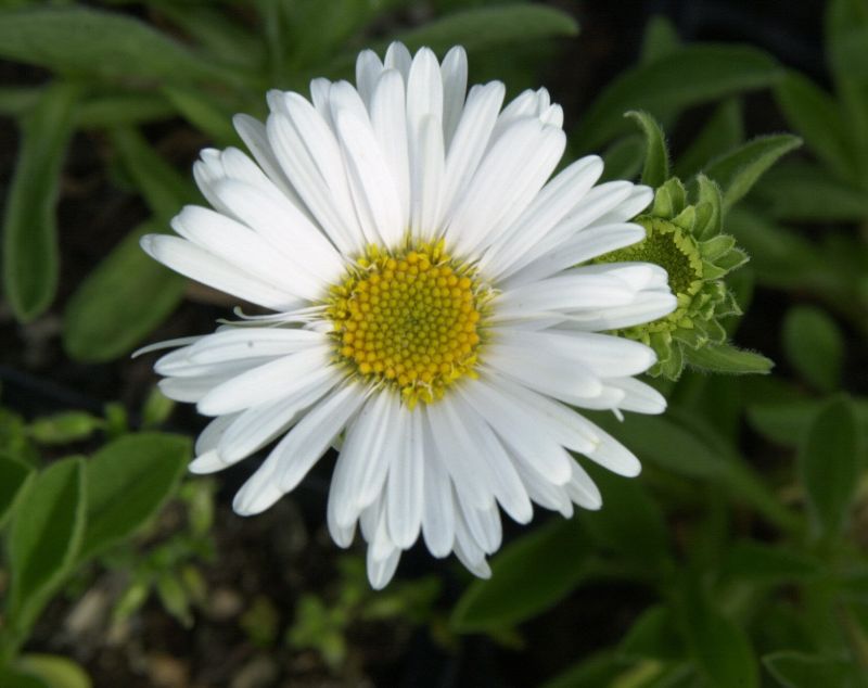 Aster alpinus 'Albus' - Niedrige Garten-Aster Albus